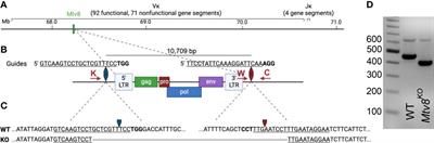 The endogenous Mtv8 locus and the immunoglobulin repertoire